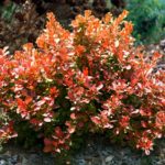 berberis-admiration-2