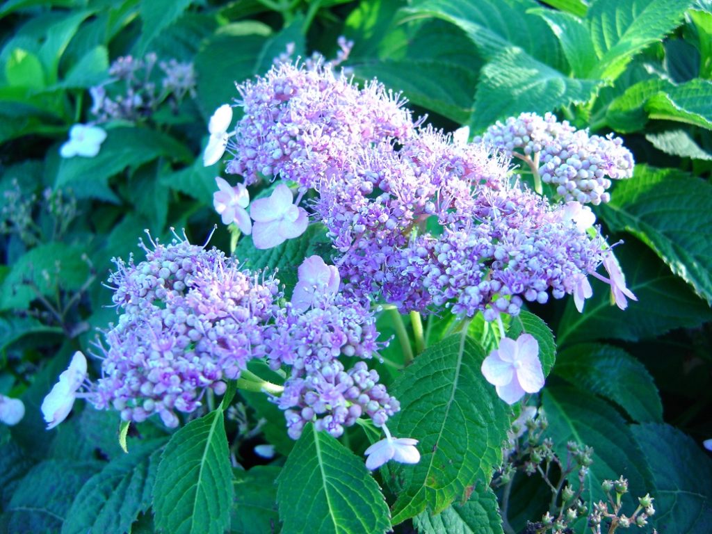 hydrangea-serrata-blue-billow-1 - Richey Nursey Company LLC