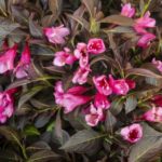 Weigela-Prism-Arabian-Nights_Z6S1673-480×319